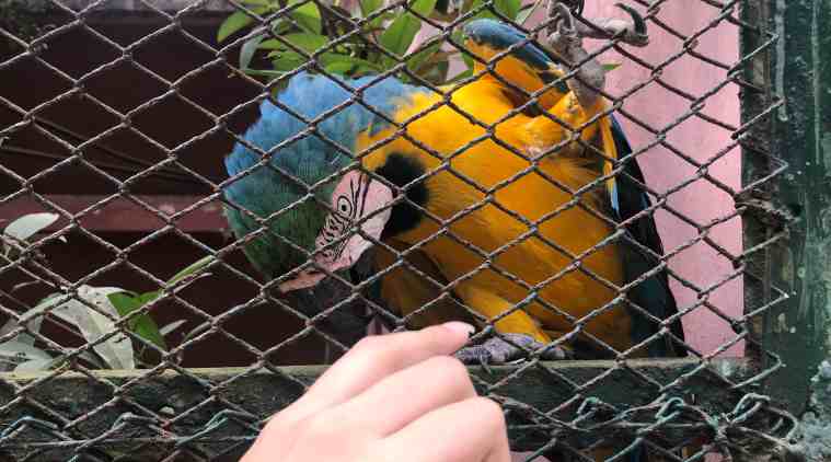 Macaw, Blue and Gold Macaw. Assam State Zoo Macaw, Guwahati zoo adoption, bird