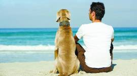 man sitting on beach_759_getty animals and politics, comparing people with animals, animal politics, indian politics, BJP, RSS, BJP politics, indian express, indian express news