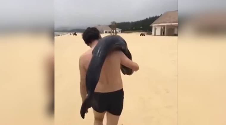 man carrying dolphin, man filmed with dolphin, man carrying dolphin in china, viral video of man carrying dolphon, indian express, indian express news