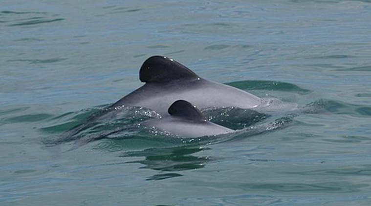 mumbai dolphin, versova dolphin washed ashore, mumbai rains, indian express, mumbai news
