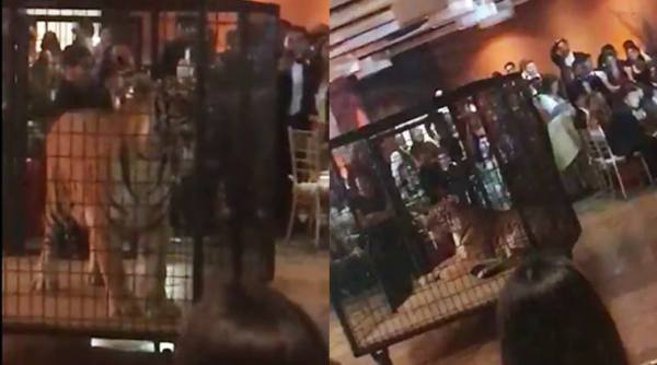 school prom, tiger at school prom, miami school caged tiger, tiger at high school prom, caged animal prom, viral news, animal abuse, weird news, indian express