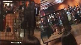 school prom, tiger at school prom, miami school caged tiger, tiger at high school prom, caged animal prom, viral news, animal abuse, weird news, indian express