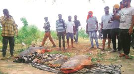 beas spillage, molasses spillage in beas, CPCB, punjab news, punjab sugar mills, indian express, punjab news, chadha sugar industries