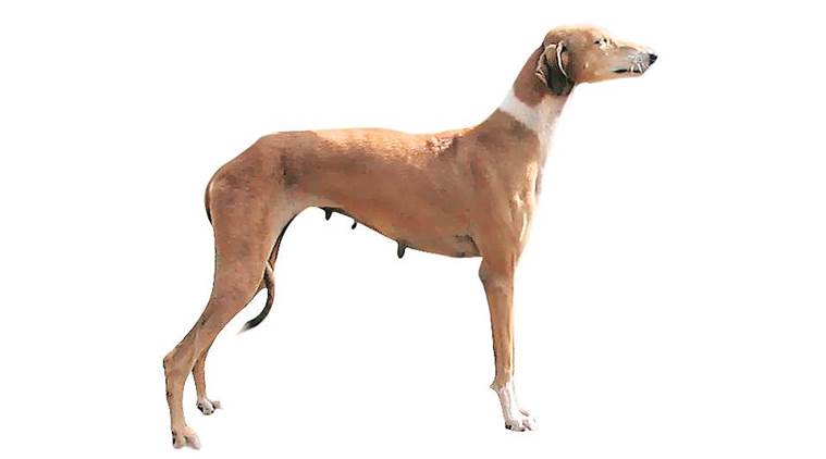 Explained — This Word Means: Mudhol Hound | Explained News - The Indian ...