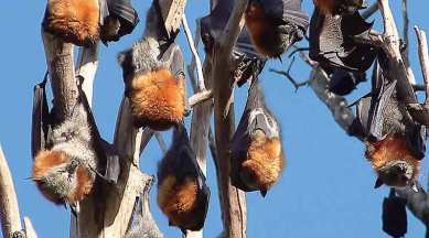 Nipah virus: Maharashtra Animal Husbandry department keeps strict watch on  pig farms in state | India News,The Indian Express