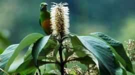 Arunachal Pradesh, Upper Siang, Bird Survey