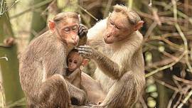 indian express reviews, indian express book reviews, wild at heart, Wildlife biologist Rauf Ali, bonnet macaque, monkey wildlife, indian express