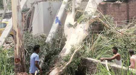 An uprooted tree fell over an electricity pole during dust storm in Zirakpur on Saturday evening. (Express Photo)