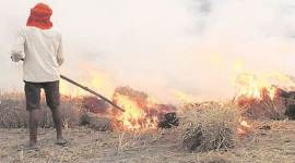 stubble haryana stubble burning, stubble burning in haryana, spike in stubble burning, haryana farmers, stubble burning