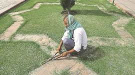 Horticulture: 53 |41 ASI members (experts and gardeners) and 12 labourers. Experts decide the design for Taj’s gardens and select the flora for the area. (Express photo/Abhinav Saha)