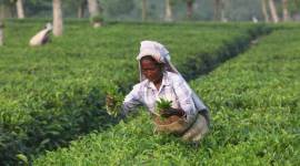 tea garden, north bengal, tea garden workers, siliguri tea garden, minimum wage of tea garden workers, tea garden owners, tea estate owners, indian express