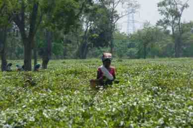 Tea garden deaths on the rise in World Bank-funded plantations, claim local  NGOs | North East India News - The Indian Express