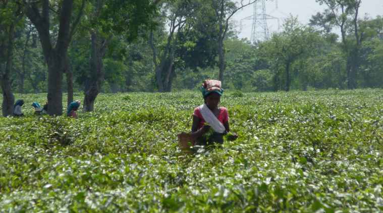 A new leaf: books to teach tea garden children about their 