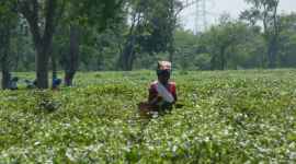 assam tea garden death, world bank, apple tea garden, tata group, PAJHRA, PAD, Adivasi group