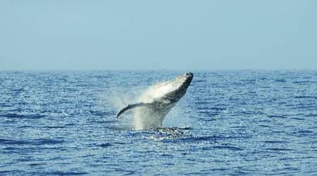 lifepositive, indianexpress.com, indianexpressonline, indianexpress, whale jumps, kindness stories, kindness episodes, YoursWisely, YoursWisely videos, gratitude, positive thoughts, positivity, inspirational thinking, do good, good karma, help others, inspiring thoughts, life messages, life lessons, return kindness with kindness, life is a mirroring reality, good deeds, bad karma, bad deeds, inspiring quotes, inspiring wishes, thankyou life, thankyou quotes, gratitude life,