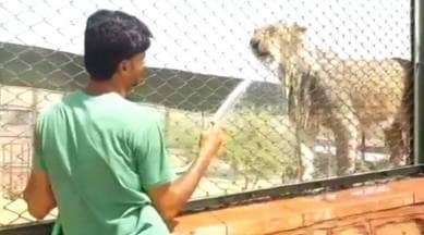 Beat the summer heat! Zoo animals get showers, coolers and change in diet | Trending News,The Indian Express Beat the summer heat! Zoo animals get showers, coolers and change in diet | Trending News,The Indian Express