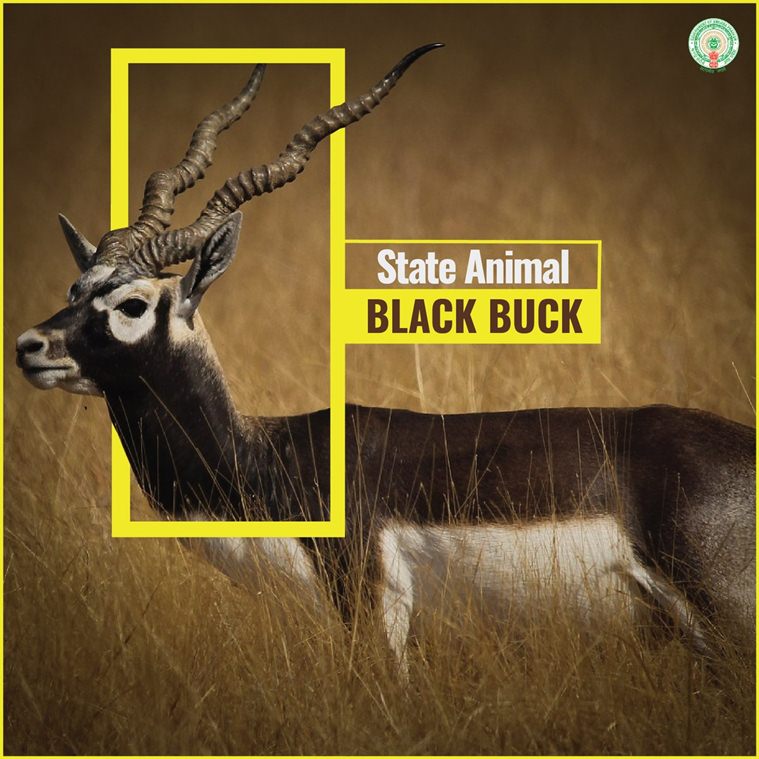 Animals of india 5 класс. Black Buck book.