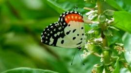 Butterfly Ranjit Lal_759 butterfly, butterfly stories, animal, birds, wild, wildlife, butterfly forest, nature, environment, indian express, indian express news