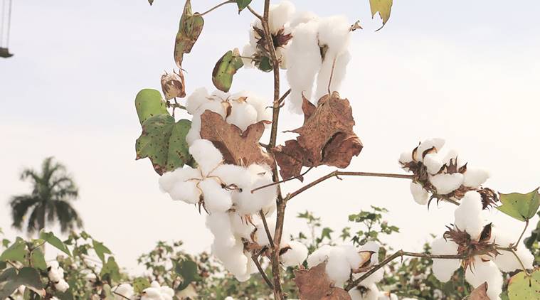 Whitefly surveillance in Punjab’s cotton belt: PAU students protest duties as ‘scouts’