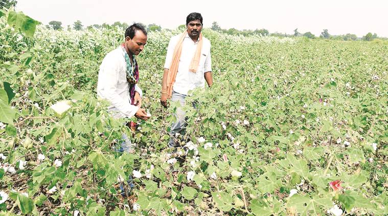 A denied patent stands between farmers and GM cotton
