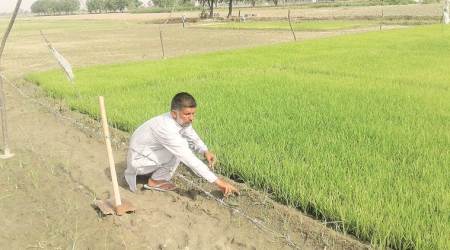 Punjab: Cotton no longer King