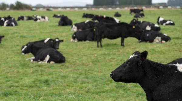 WATCH VIDEO: Eating meat without killing animals — how this startup is revolutionising the food industry | Lifestyle News,The Indian Express WATCH VIDEO: Eating meat without killing animals — how this startup is revolutionising the food industry | Lifestyle News,The Indian Express