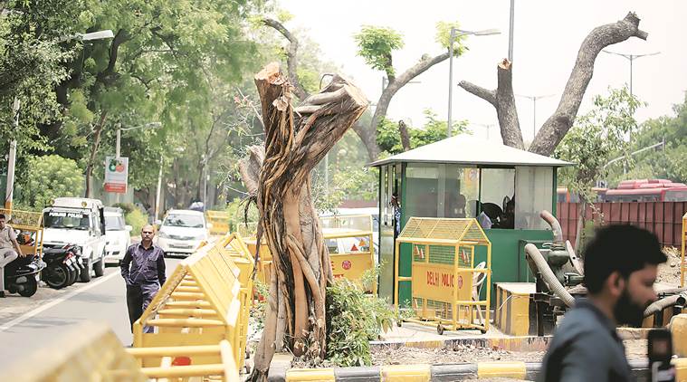 delhi tree felling. delhi high court tree cutting, delhi high court, delhi court on trees, redevelopment of delhi colonies, delhi news