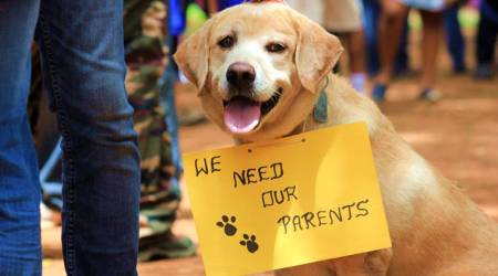 dog days, dog new laws, dog bengaluru laws, dogs in bengaluru, dogs bengaluru, licensing law bengaluru, indian express, indian express news