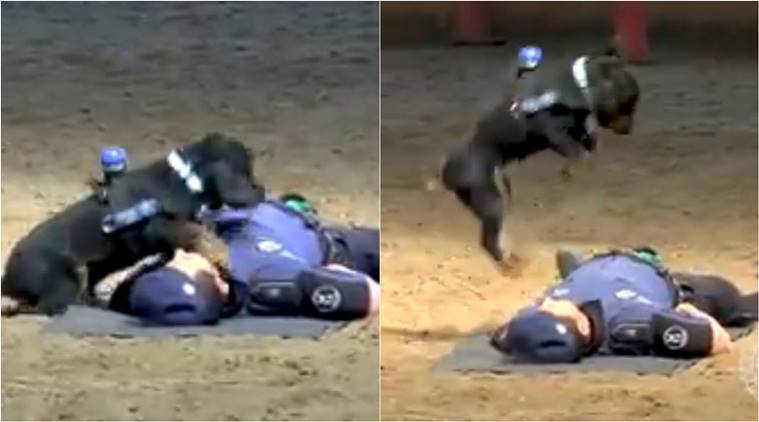 Police dog, police CPR Dog, dog saving officer viral video, dog saves officer mock video, viral video, police dog videos, cute dog videos, indian express, indian express news