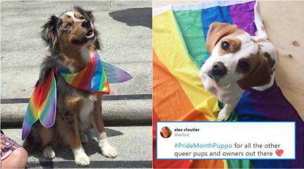 pride month, pride parade, dogs rainbow flags, dogs viral picture, pride month dogs picture, indian express, indian express news