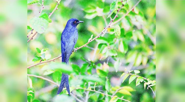 down in jungleland, tiger, lion, leopard, Jim Corbett, Birders, bird photographers, Barry White, Africa, Khooni Khan jheel, hawk, indian express, indian express news