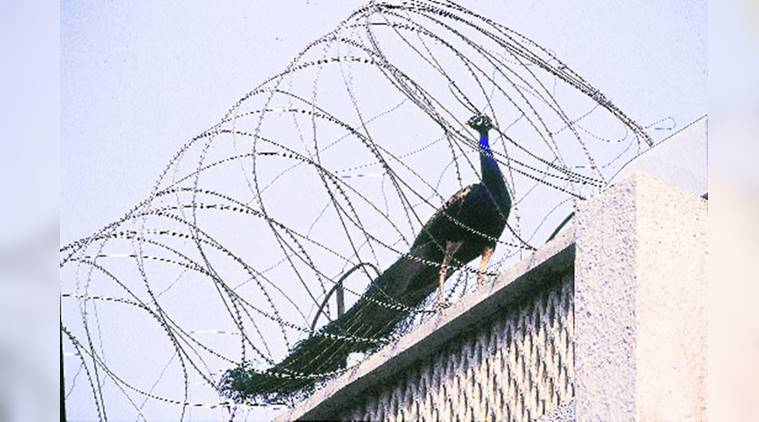 peacocks, Nicholson cemetery, Shakin’ Bones nightclub, Teen Murti House, Delhi, peahen, tailoress bird, down in jungleland, indian express, indian express news