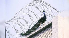 down in the jungleland-759 peacocks, Nicholson cemetery, Shakin’ Bones nightclub, Teen Murti House, Delhi, peahen, tailoress bird, down in jungleland, indian express, indian express news