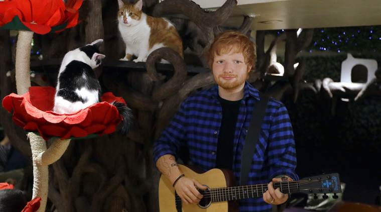 Ed sheeran shop cat shirt