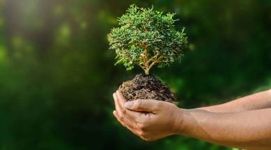 KV, KV scholl, plant tree, kv school plant tree, HRD, Ministry of HRD, pokhriyal, tree plantation, KV, kendriya vidyalayas, kv schools, one student one tree, education news