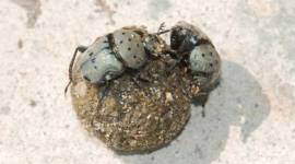 eye 6_759 wildlife sanctuaries, life of small animal, bison, elephant, rhino, crocodile, hippo, giraffe, lion, vast quantities of dung, animal welfare, indian express