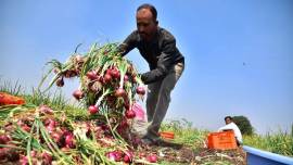 onion farmers, maharashtra onion farmers, relief package farmers, farmers relief package, devendra fadnavis, indian express, latest news