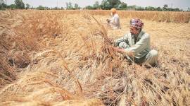 Punjab: Agriculture experts meet today