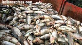 fish-feat Will ban fish import if impurities are found: Goa Minister