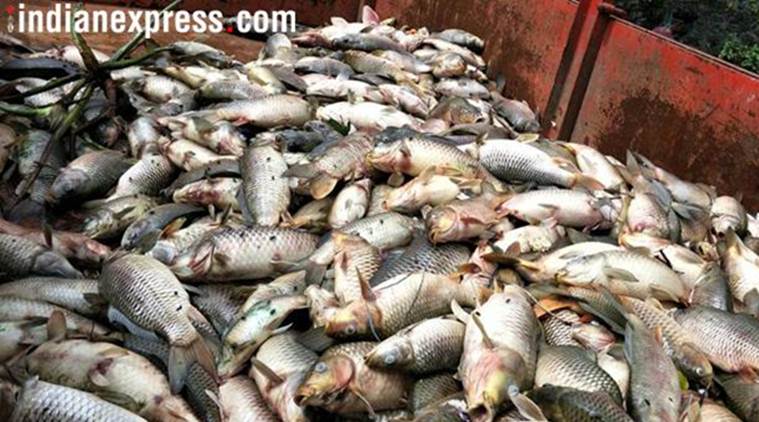 Manipur bans sale of imported iced-packed fish