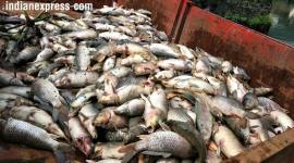 fishes dying australia, fishes dead australia, heat wave, global warming, darling river, ,world news, australia news, indian express