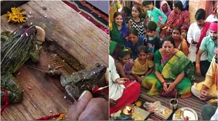 frogs married, frogs married minister attends, minister attends frogs wedding, bizarre Indian rituals, Bizarre India news, Bizarre frog weddings, animal weddings, bizarre animal wedding news viral, bizarre frog wedding news viral, Indian express, Indian express news