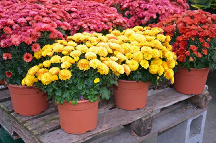 World Environment Day Plants to beat indoor air pollution Lifestyle