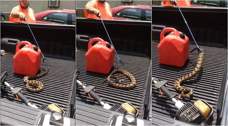 snake, rattle snake, headless snake attack, alabama headless rattlesnake, snake videos, scray videos, viral video, animal videos, indian express
