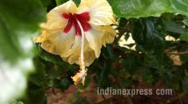 Diet diary: Hibiscus, the garden remedy