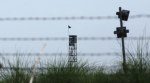 Four BSF personnel killed in ceasefire violation by Pakistan along IB