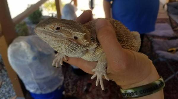 Ordered Bicycle Online got Bearded Dragon, Bearded Dragon delivered, company delivers Bearded Dragon, Bearded Dragon story, Bearded Dragon viral photo. viral stories, indian express, indian express news