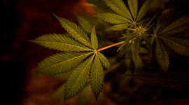 After Canada legalises marijuana, pot industry eyes rest of the world