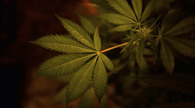 US: Utah lawmakers approve medical pot changes despite concerns