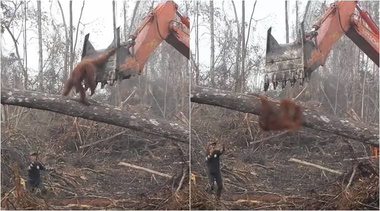 VIDEO: Heartbreaking! Brave orangutan FIGHTS bulldozers to STOP ...